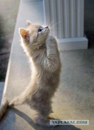 Спасение кота от удава