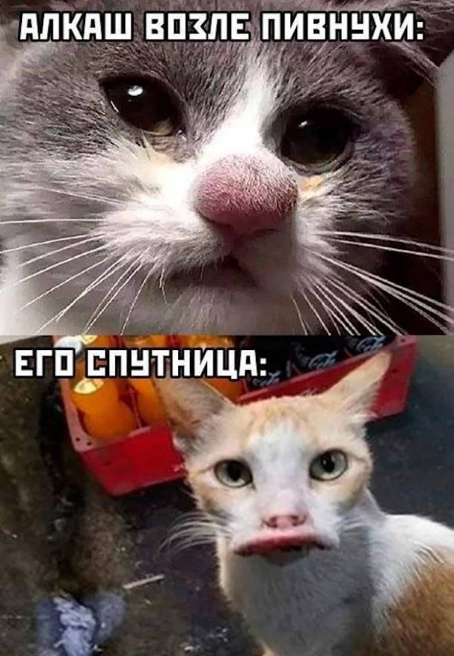 К котовторнику: подборка картинок-баянов с котиками и про котиков. Выпуск 16.