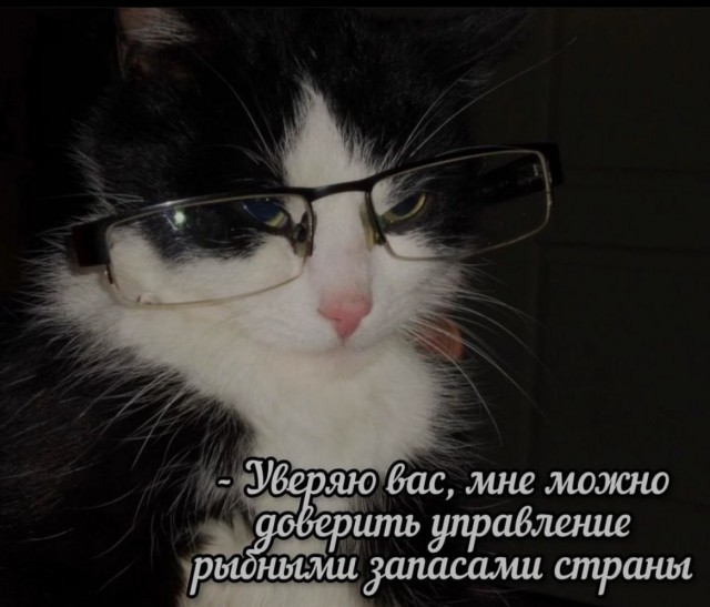К котовторнику: подборка картинок-баянов с котиками и про котиков. Выпуск 20.