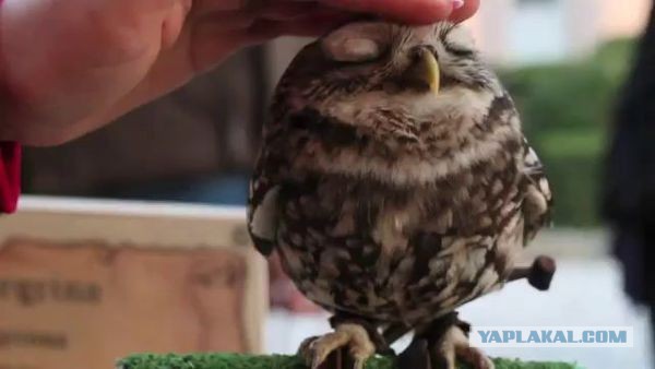 очень милая сова