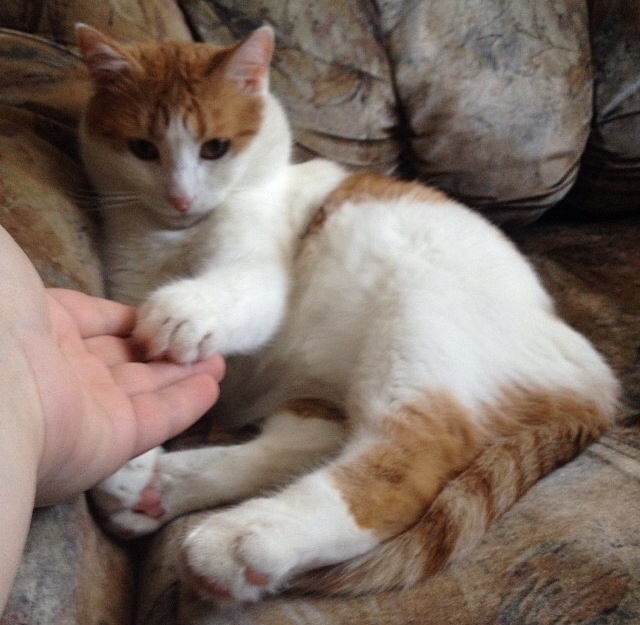Котовторник 4.02.2014
