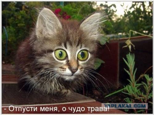 Поднимаем настроение