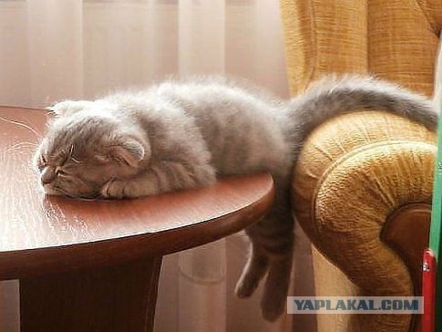Комментарии из соцсетей, картинки