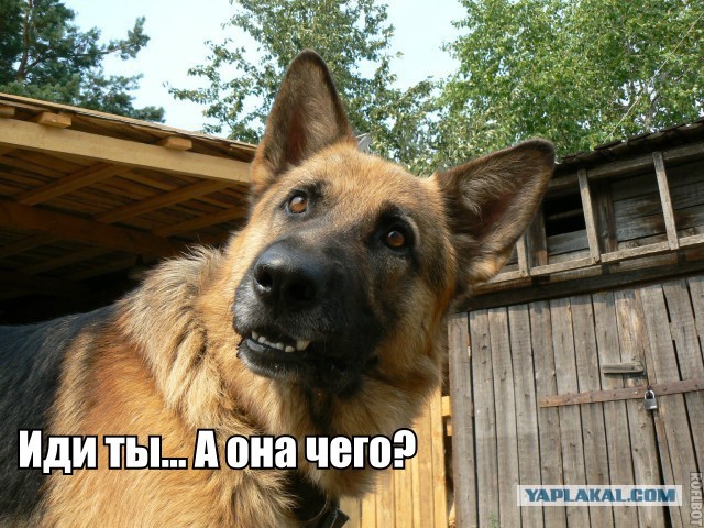 Загадки русских собачьих кличек
