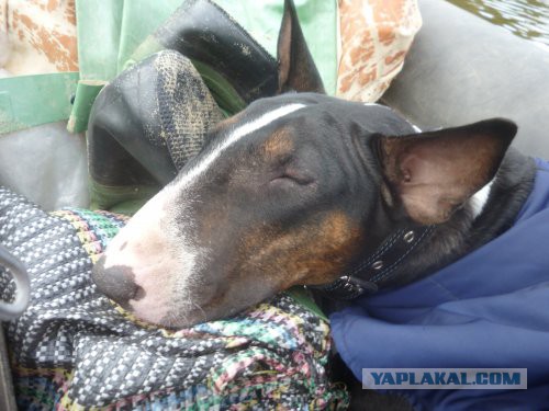 Самые популярные породы собак