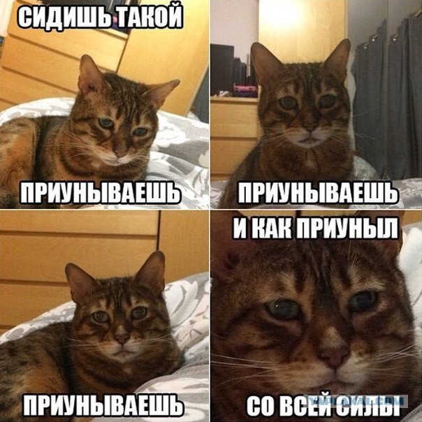 Смешные комментарии из социальных сетей
