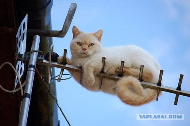 Жадный сосед