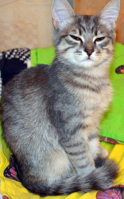 Котовторник 15-09-2015 !