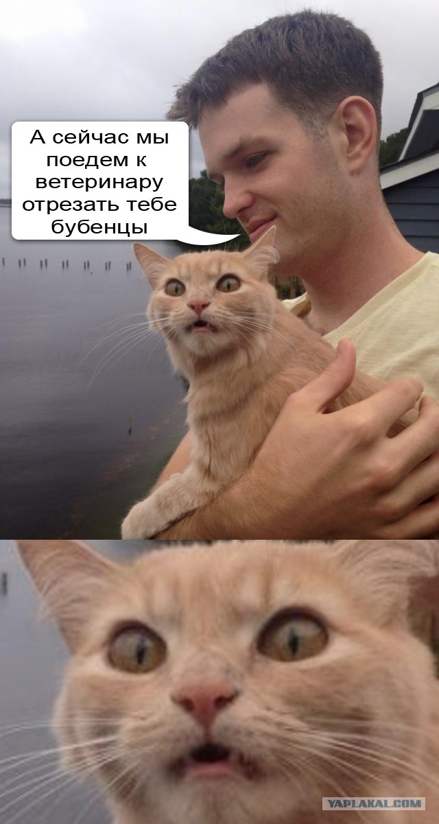 Эмоции котейки, который первый раз попал на улицу