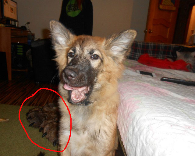 Собакочетверг же, ау!