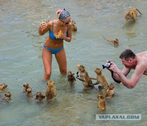 Жаба: Фотолюбитель