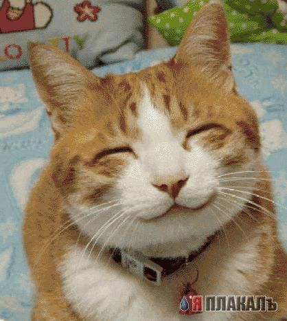 Коты, кошки, котята