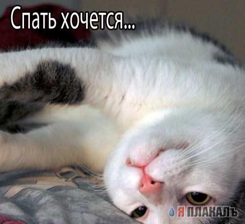 Праздничное зверье