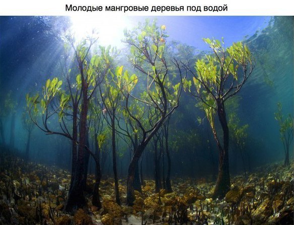 Интересные и веселые картинки