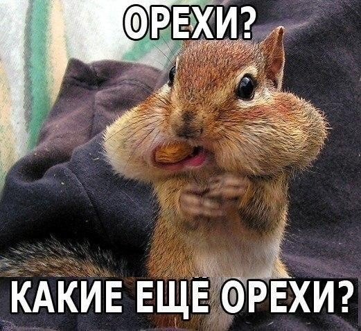 Прикольные животные