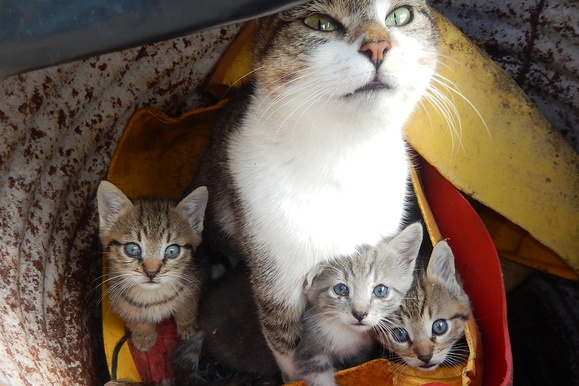 Теплые домики для кошек могут обустроить в подвалах домов