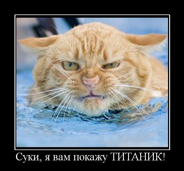 10 брутальных уличных котов