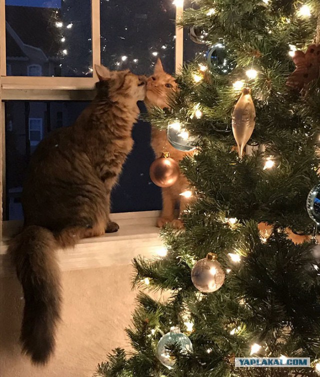 Котовторник 13.12.2016