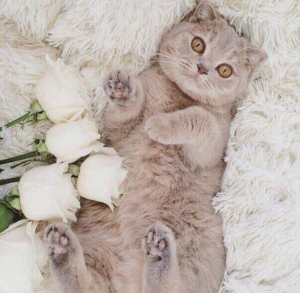 Коты из сети