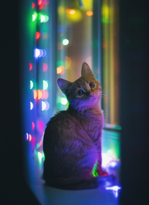 Коты из сети