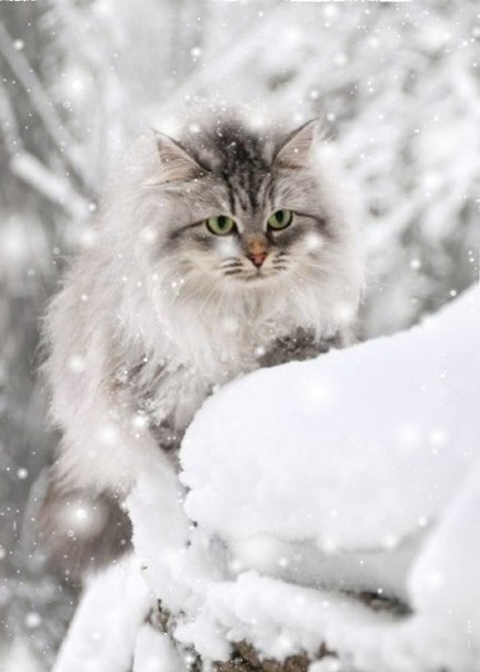 Самые смешные животные