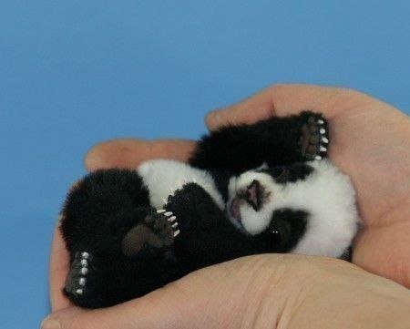 Самые смешные животные