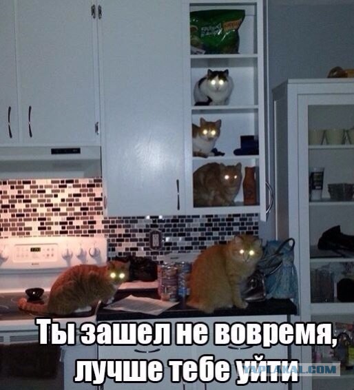 Прикольные картинки
