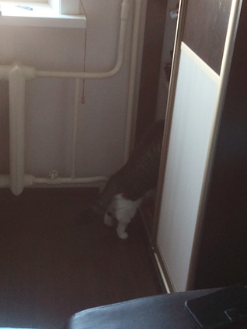 Котовторник  14.02.2017