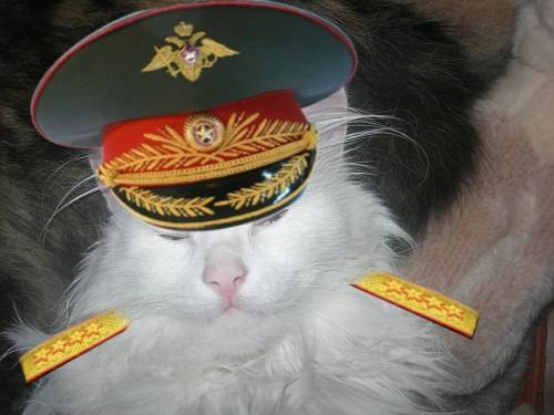 Самые смешные животные