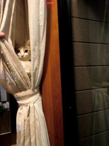 Коты и Кошки