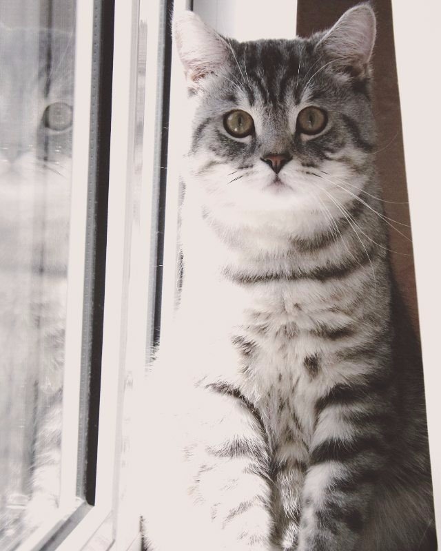 Коты и Кошки