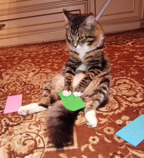 Котовторник 22.08.2017 г.