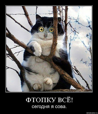 Самые известные мемы в истории Интернета