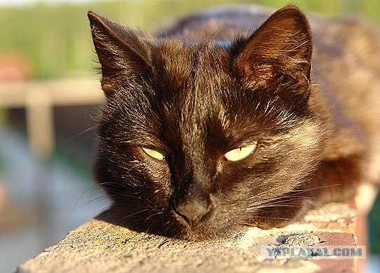 Котовторник на ЯПлакалъ (20.05.08), прикольные коты, добавляем свои!