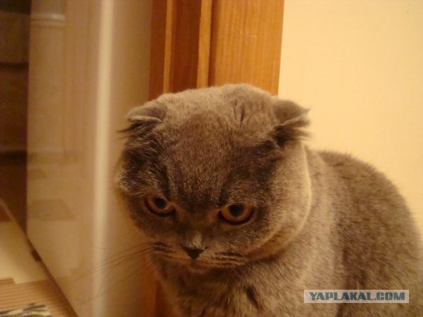 Котятовторник