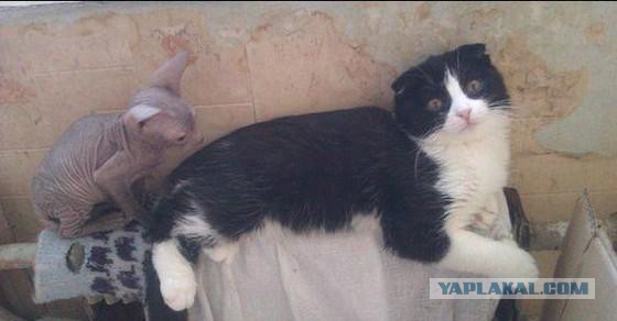 Котовторник 13-11-2018
