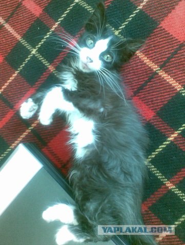 Котовторник! 11.10.11