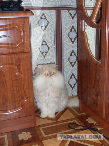 Котовторник 31.07.2012 г.
