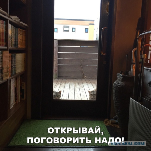 Подборка интересных и веселых картинок 08.02.19