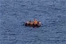 Мигранты в Средиземном море: за гибель людей ответит капитан танкера?