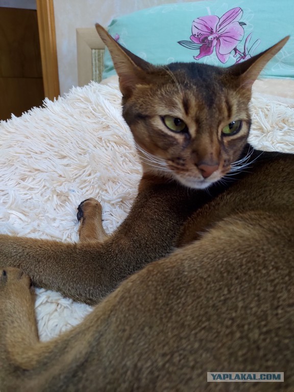 Давайте по котикам, которые с нами на самоизоляции