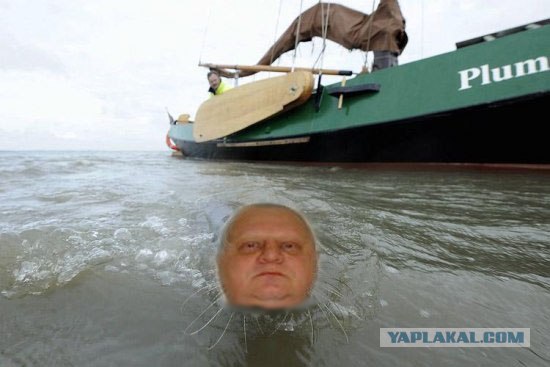 Фотожаба: Испуганый морской котик