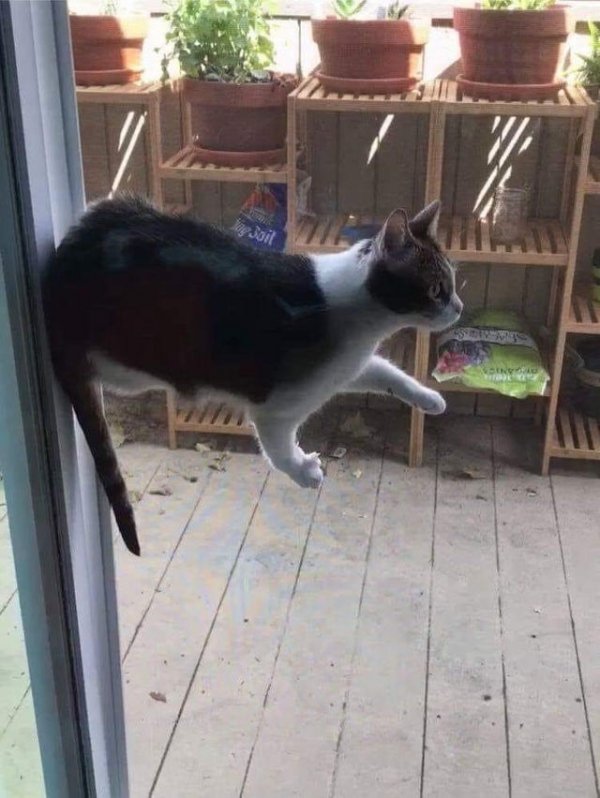 Не на всякого кота гравитация может воздейстовать! Им вообще плевать на законы физики