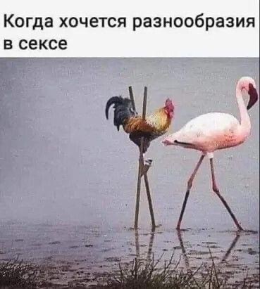 Картинки