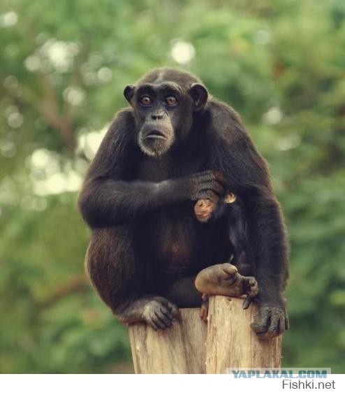 Аденовирус шимпанзе