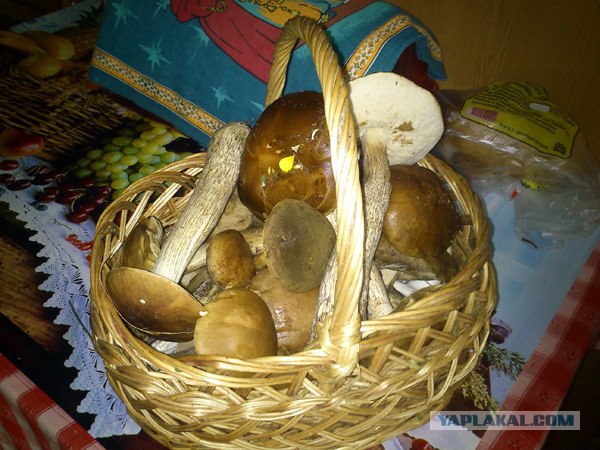 Поход за грибами