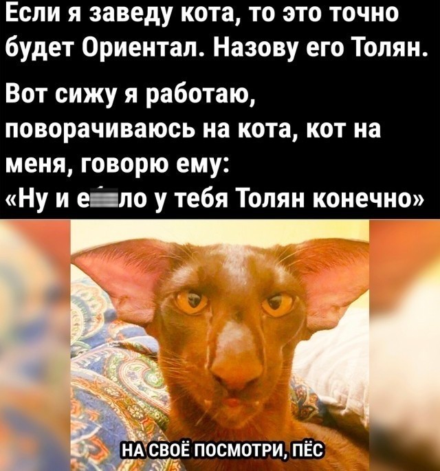 С Котовторником!