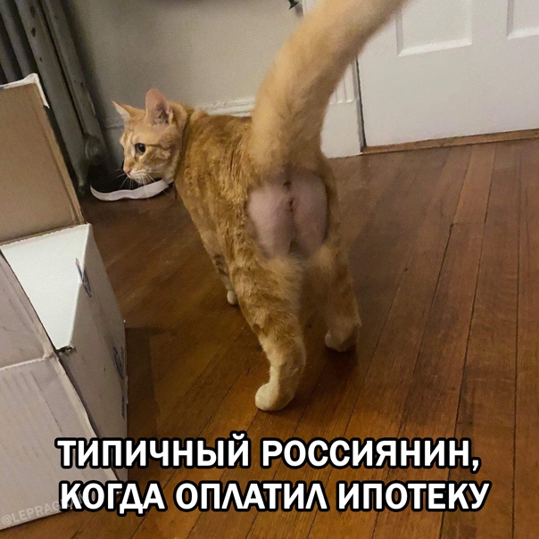 К котовторнику: подборка картинок-баянов с котиками и про котиков. Выпуск 18.