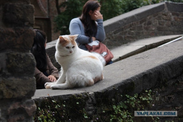Котовторник 9.07.2013