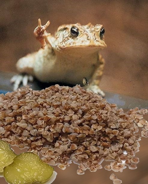 Почему гречку как кашу едят только у нас. В Европе ею кормят скот